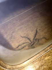 Lycosidae
