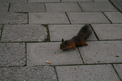 Sciurus vulgaris
