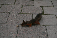 Sciurus vulgaris