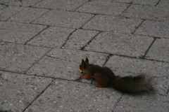 Sciurus vulgaris