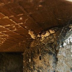 Latrodectus geometricus