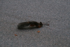 Sciurus vulgaris