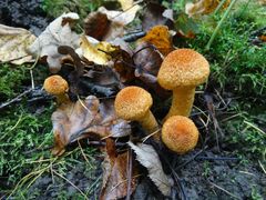 Lacrymaria pyrotricha