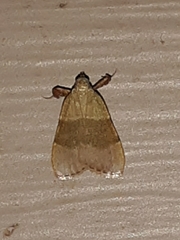 Basacallis tarachodes