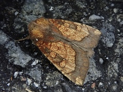 Gortyna basalipunctata