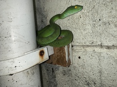 Trimeresurus macrops