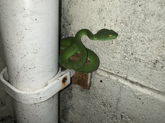 Trimeresurus macrops