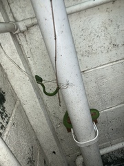 Trimeresurus macrops