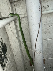 Trimeresurus macrops
