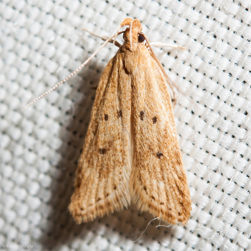 Helcystogramma badia