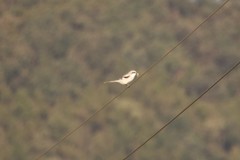 Lanius sphenocercus