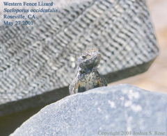 Sceloporus occidentalis
