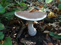 Cortinarius praestans