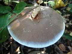 Cortinarius praestans