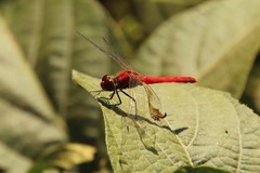 Sympetrum darwinianum