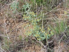 Euphorbia undulata