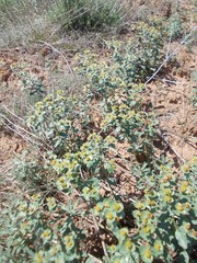 Euphorbia undulata