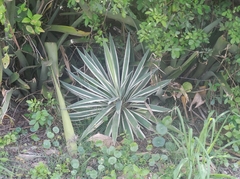 Agave angustifolia