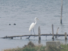Ardea alba