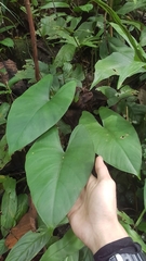 Alocasia scabriuscula
