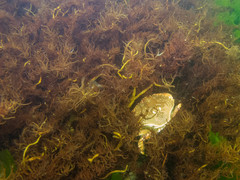 Devaleraea ramentacea