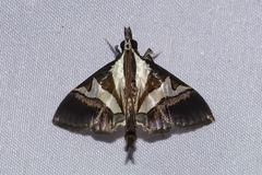 Dausara