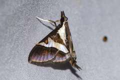 Dausara
