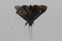 Nosophora