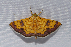 Isocentris filalis