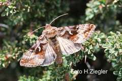 Autographa camptosema