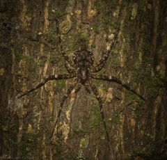 Tamopsis brachycauda