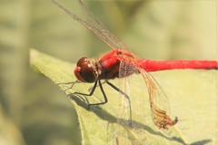 Sympetrum darwinianum