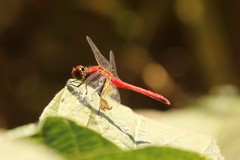 Sympetrum darwinianum