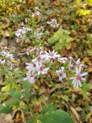 Symphyotrichum cordifolium