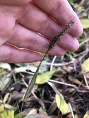 Setaria viridis