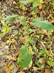 Symphyotrichum cordifolium