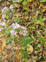 Symphyotrichum cordifolium