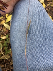Setaria viridis