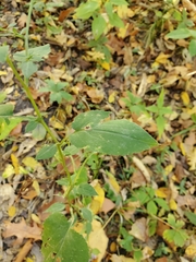 Symphyotrichum cordifolium