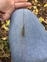 Setaria viridis