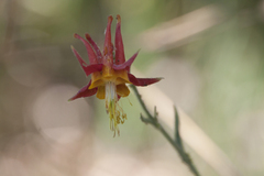 Aquilegia shockleyi
