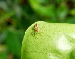 Cosmophasis lami