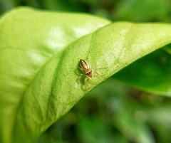 Cosmophasis lami