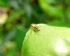 Cosmophasis lami