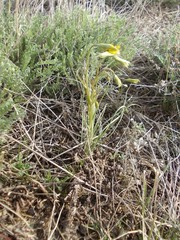 Gagea bulbifera