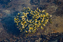 Fucus distichus edentatus