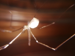 Pholcus phalangioides