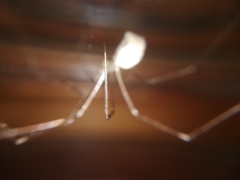 Pholcus phalangioides