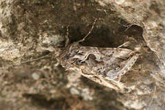 Cornutiplusia circumflexa