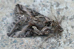 Cornutiplusia circumflexa